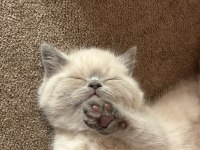 British shorthair blue point safkan bebekler