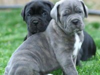 Dev Cane Corso Yavrular