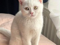 British Shorthair Dişi 3 Yaşında