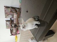 2 aylık safkan british shorthair