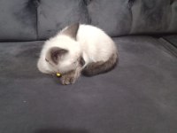 SİYAM KEDİSİ YAVRUMUZ