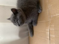 British Shorthair Topidik Yeni Yuvasını Arıyor