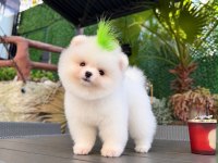 Orjinal Pomeranian yavrularımız 