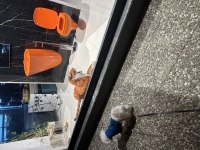 2 yaşında tüm eşyalarıyla aşıları tam erkek maltese