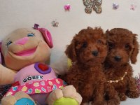 Kore kan poodle yavrular