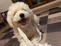 Tatlı Maltipoo yavrular
