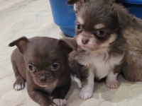 ELMA KAFA KÜT BURUN TEACUP CHİHUAHUA BEBEKLER