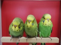 Bebek Show Jumbo Muhabbet Kuşlar