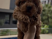 Kore Kan Poodle