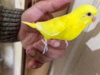 30 GÜNLÜK LUTİNO BEBEK MUHABBET KUŞU
