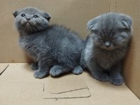Dişi ve Erkek Scottish Fold Bebekler