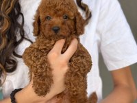 Toy Poodle Bebekleri