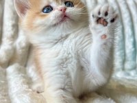 Bebeksi Golden British Shorthair