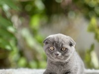 Scottish fold bebekler