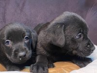 BURKEMDEN LABRADOR YAVRULARI