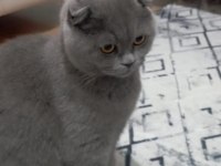 Scottish fold prensimize yuva
