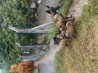 Dişi Belçika Kurdu 2 Buçuk Aylık