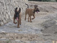 3 AYLIK EĞİTİME HAZIR ORİJİNAL MALİNOİS KÖPEKLER