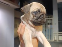 Çiş pedi eğitimli erkek pug bebek
