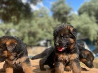 Muhteşem Alman Çoban Köpeği Yavrularımız