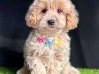 Maltipoo mix ırk Yavrular