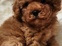 Veteriner teknikerinden sevimli toy poodle dişi ve erkek