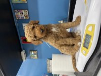 Dev Poodle Köpeği