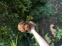 Evde büyüyen teacup ve toy boy poodle yavrular