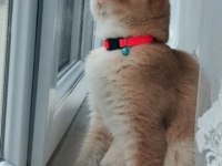 British Shorthair Ny11 Dişi