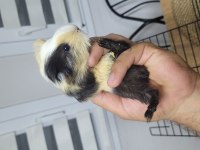 Çok sevimli ve uysal ginepigler fethiyede
