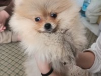 Pamuk pomeranian oğlumuzu sahiplendiriyoruz