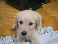 Yavru golden köpeğimiz yeni sahibini bekliyor
