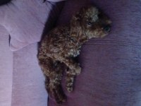 Toy poodle 6 aylık
