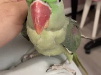 Alexander papağanı 8 aylık