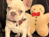71 Günlük Safkan French Bulldog Bebek