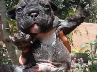 French bulldog kalite bizden sorulur