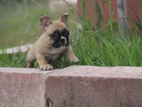 Fawn french bulldog bebekler yuvalarını arıyorlar