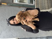 Mükemmel kilo garantili toy poodle yavrularım