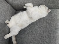 Scottish fold dişi kedimiz