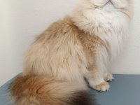 Karizmatik British longhair oğlum köfte
