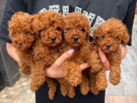 Sağlıklı Sosyal Toy Poodle Yavrularımız