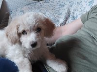 3 aylık maltipoo tuvalet eğitimi var