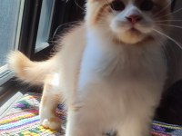 Dernek kayıtlı eksiksiz safkan şecereli maine coon