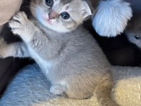 2 yavru scottish fold