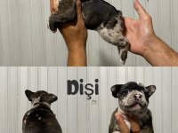 Fransız bulldog yavrularımız erkek dişi mevcut