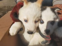 Mavi gözlü sibirya kurdu