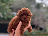 Red brown toy poodle ERKEK BEBEKLERİMİZ