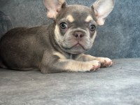 KALİTELİ LİLAC TAN FRENCH BULLDOG BEBEK