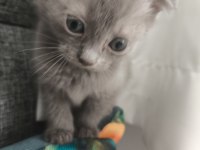 Orjinal Scottish Fold Bebek