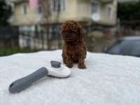 Kore ve toy poodle teacup bebekler